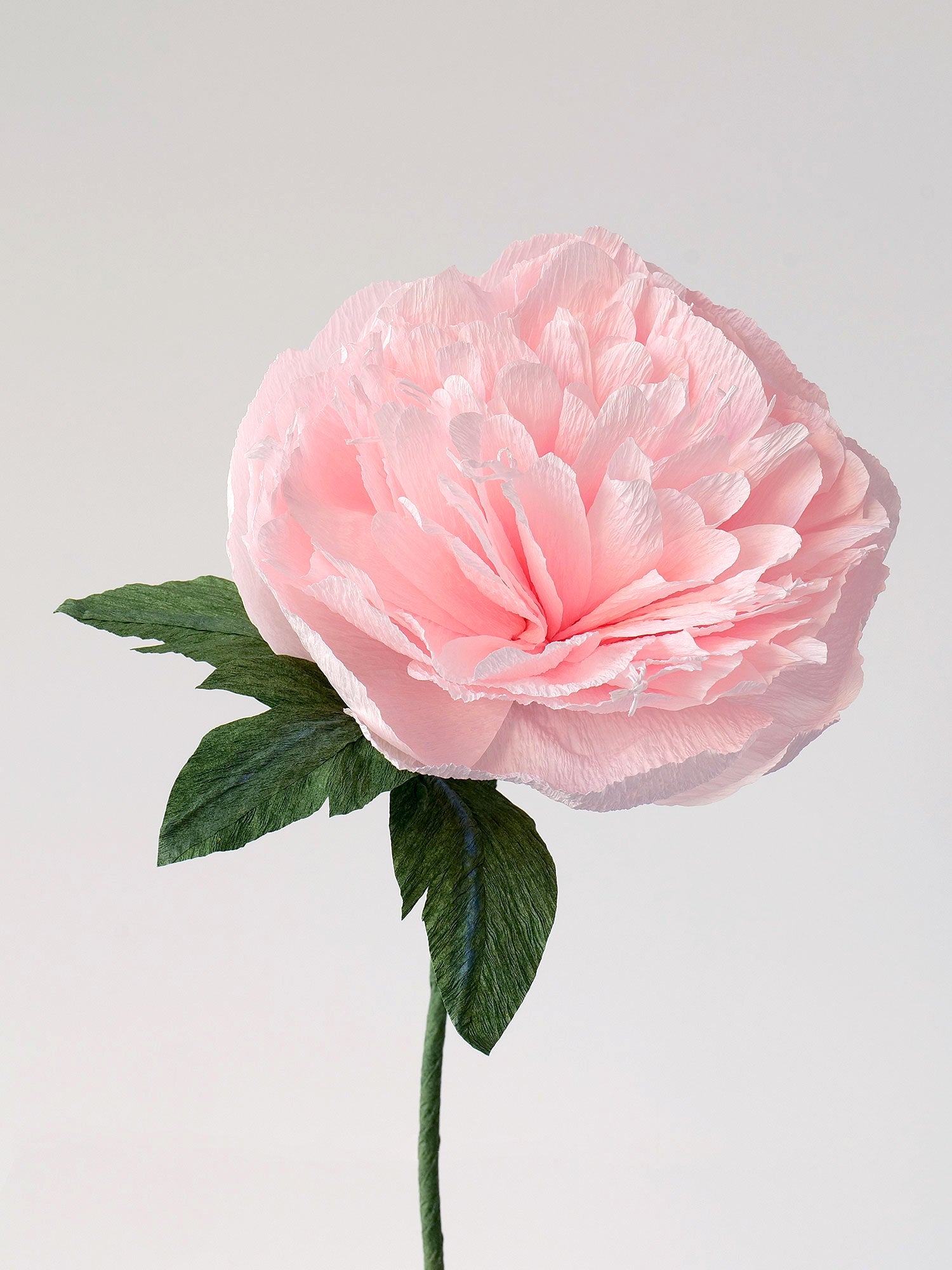 Unwilted