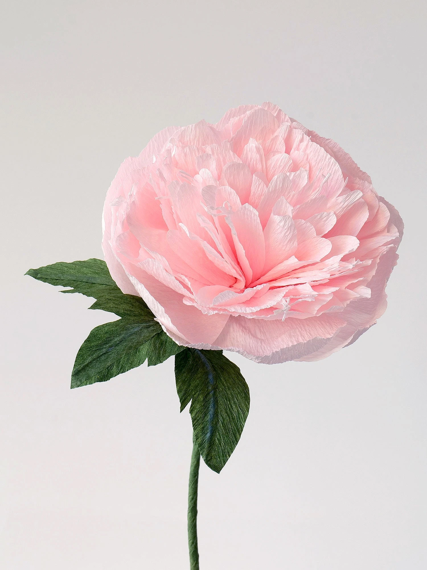 Garden Peony Single Bloom Wholesale - unwilted