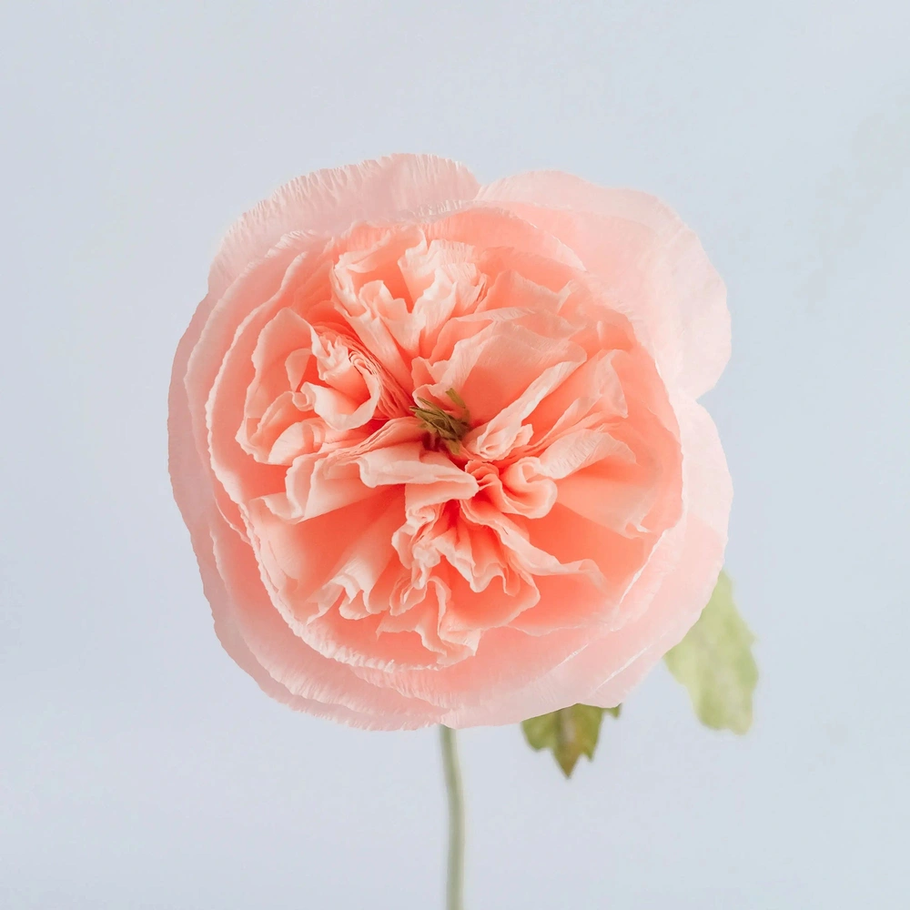Garden Rose Single Stem | Handcrafted Paper Flower